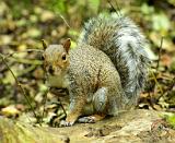 Squirrels